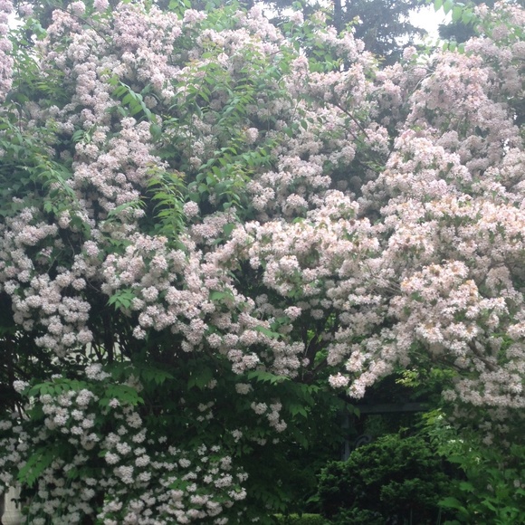 Meet your Posher, Ana - Picture 1 of 1